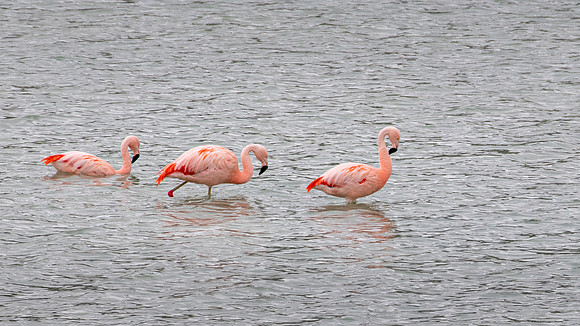 Chilean Flamingos -2