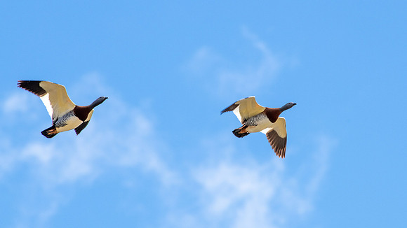 Ashey-headed Geese -2