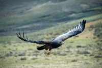 Black-chested Buzzard Eagle -3