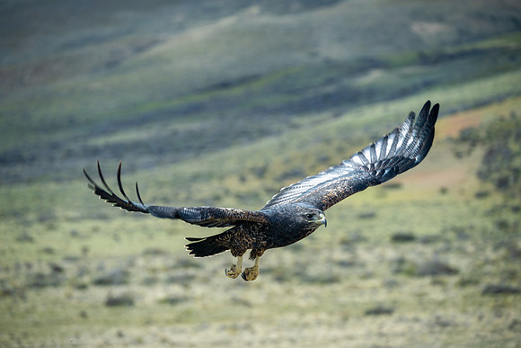 Black-chested Buzzard Eagle -3