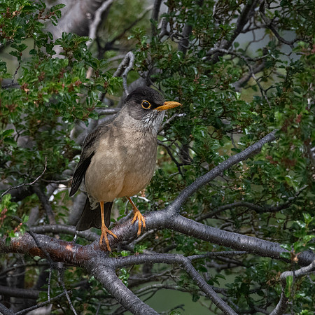 Austral Thrush -2