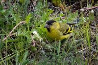 Black-chinned Siskin ♂ -1