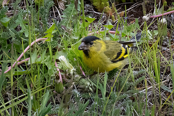 Black-chinned Siskin ♂ -1
