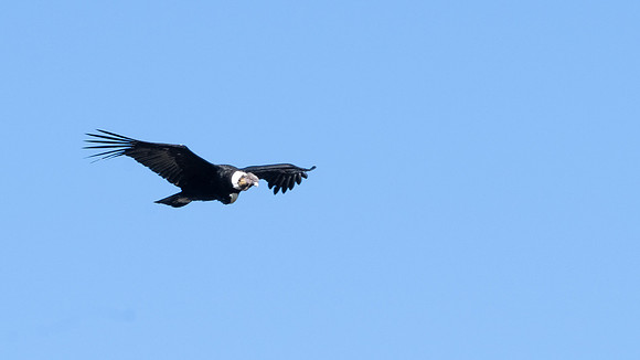 Andean Condor -1