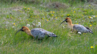 Black-faced Ibis -1