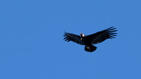 Andean Condor -2