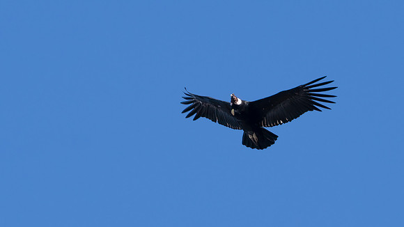 Andean Condor -2