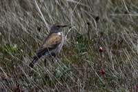 Austral negrito ♀ -1