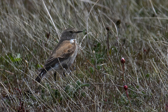Austral negrito ♀  -1