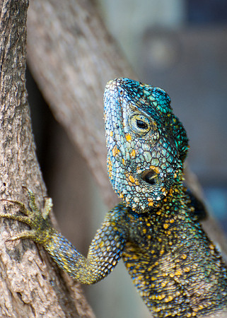 Blue Rainbow Lizard - 2