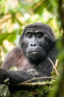 Mountain Gorilla, Impenetrable Forest - 2