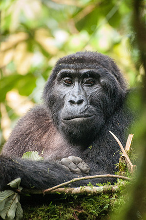 Mountain Gorilla, Impenetrable Forest - 2