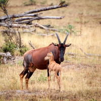 Antelope