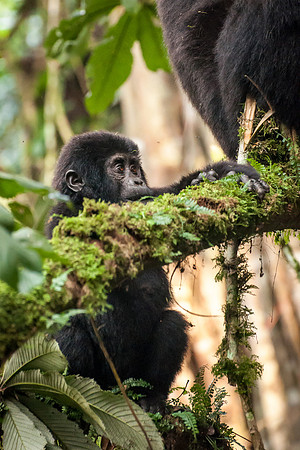Baby Mountain Gorilla, Impenetrable Forest - 4