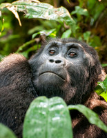 Mountain Gorilla, Impenetrable Forest - 9