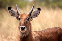 Young Waterbuck, Q.E. National Park