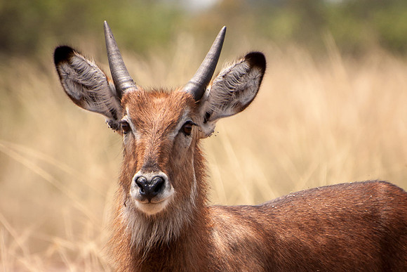 Young Waterbuck, Q.E. National Park