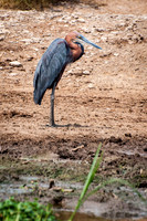 Goliath Heron, Kazinga Channel - 1