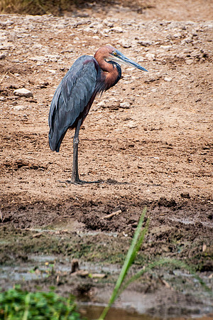 Goliath Heron, Kazinga Channel - 1