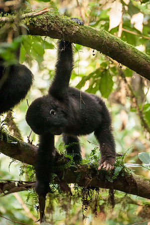 Baby Mountain Gorilla, Impenetrable Forest - 1
