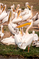 Great White Pelicans, Kazinga Channel - 2