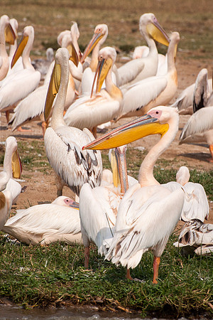 Great White Pelicans, Kazinga Channel - 2
