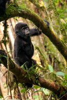Baby Mountain Gorilla, Impenetrable Forest - 2
