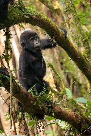 Baby Mountain Gorilla, Impenetrable Forest - 2