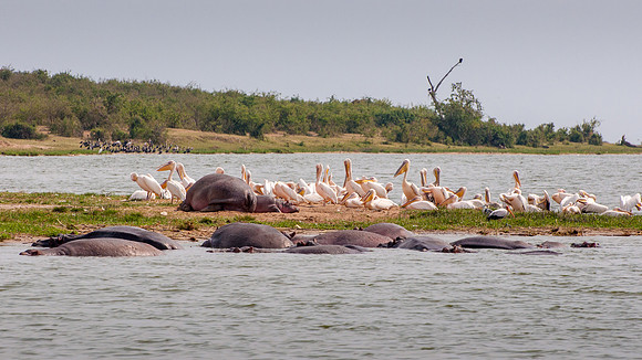 Hippopotamus & Pelicans, Kazinga Channel