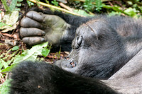 Mountain Gorilla, Impenetrable Forest - 11
