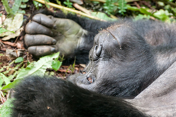 Mountain Gorilla, Impenetrable Forest - 11