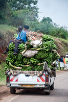 Banana Truck