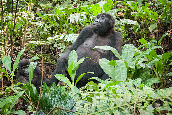 Mountain Gorilla, Impenetrable Forest - 7