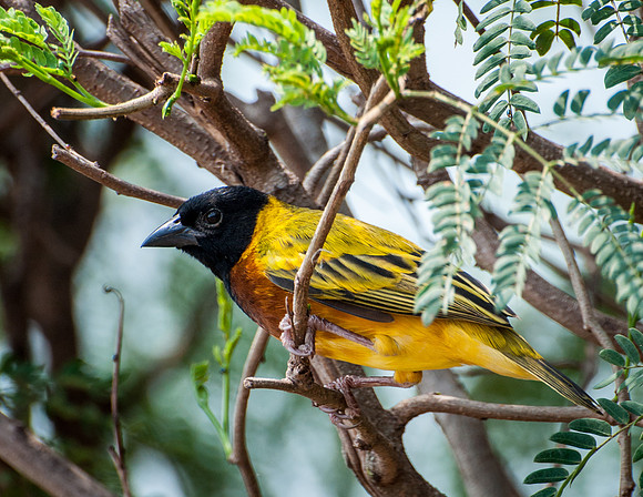 Black Headed Weaver Bird