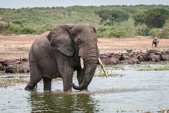 African Elephant, Kazinga Channel