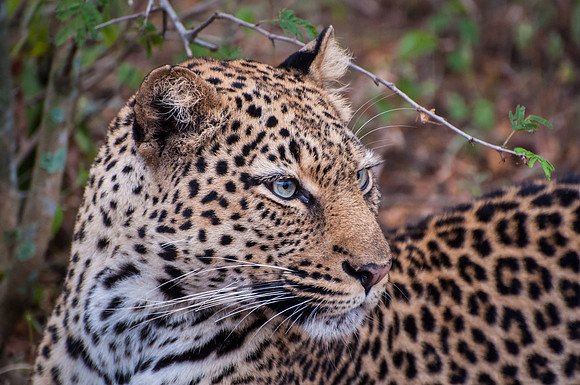 Leopard, Q.E. National Park - 2