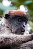 Patas Monkey, Kibale - 1