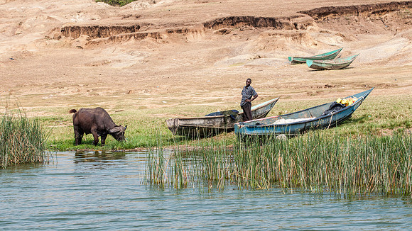 Water Buffalo & Fisherman, Kazinga Channel