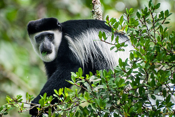 Black & White Colobus Monkey, Kibale - 2