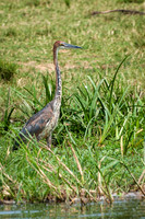 Goliath Heron, Kazinga Channel - 2
