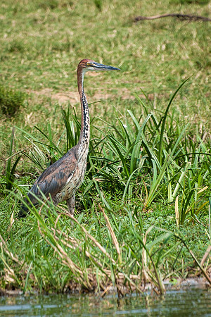 Goliath Heron, Kazinga Channel - 2