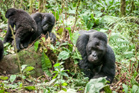 Young and Silverback Mountain Gorilla, Impenetrable Forest