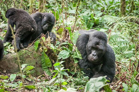 Young and Silverback Mountain Gorilla, Impenetrable Forest