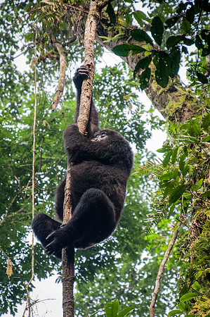 Silverback Mountain Gorilla, Impenetrable Forest - 1