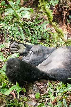 Mountain Gorilla, Impenetrable Forest - 10