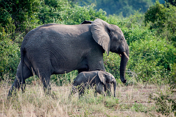 African Elephant. Q.E. National Park