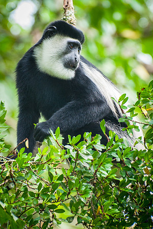 Black & White Colobus Monkey, Kibale - 3