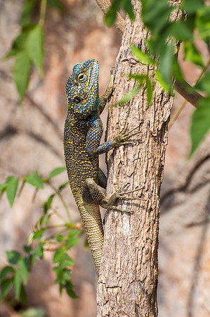 Blue Rainbow Lizard - 1