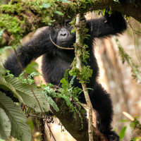 Baby Mountain Gorilla, Impenetrable Forest - 3