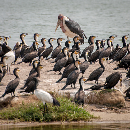 Great Cormorants & Maribou Stork, Kazinga Channel - 2
